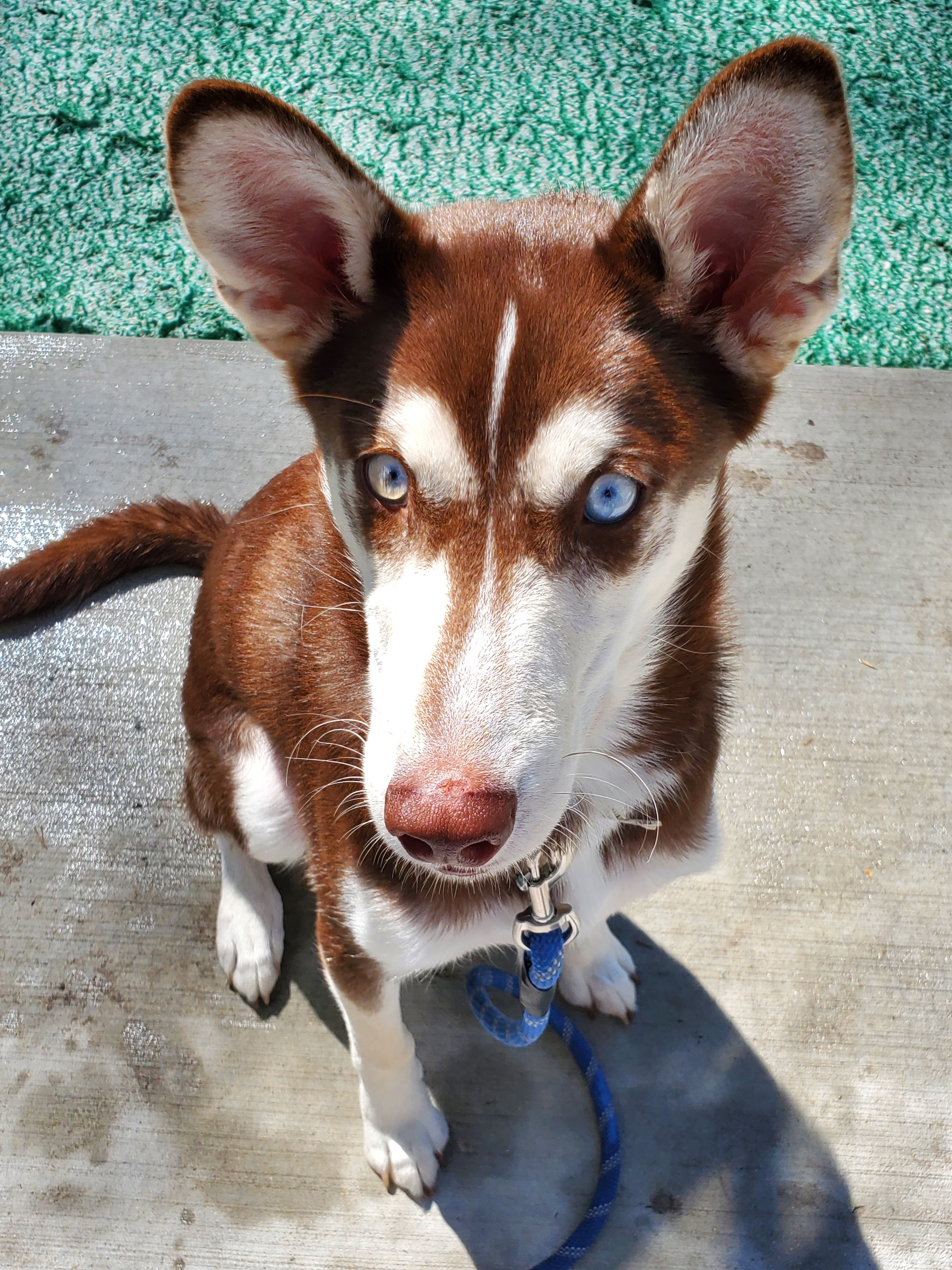Brown husky with blue eyes